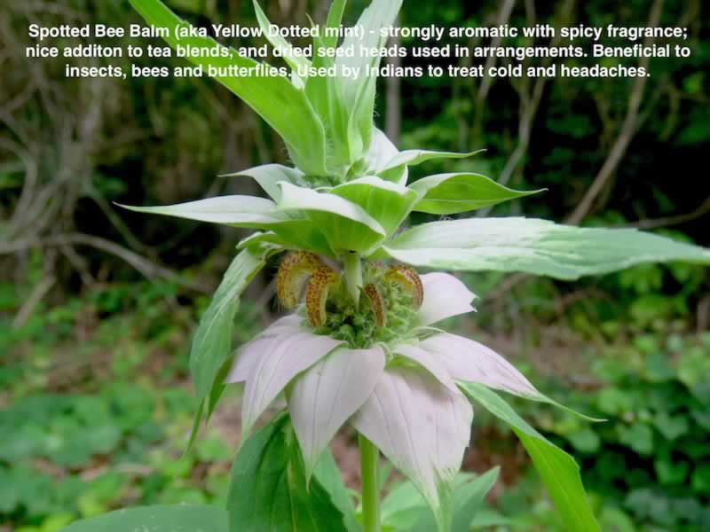 Spotted Bee Balm growing in the wild in East Texas woods